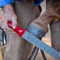 Farrier Equipment