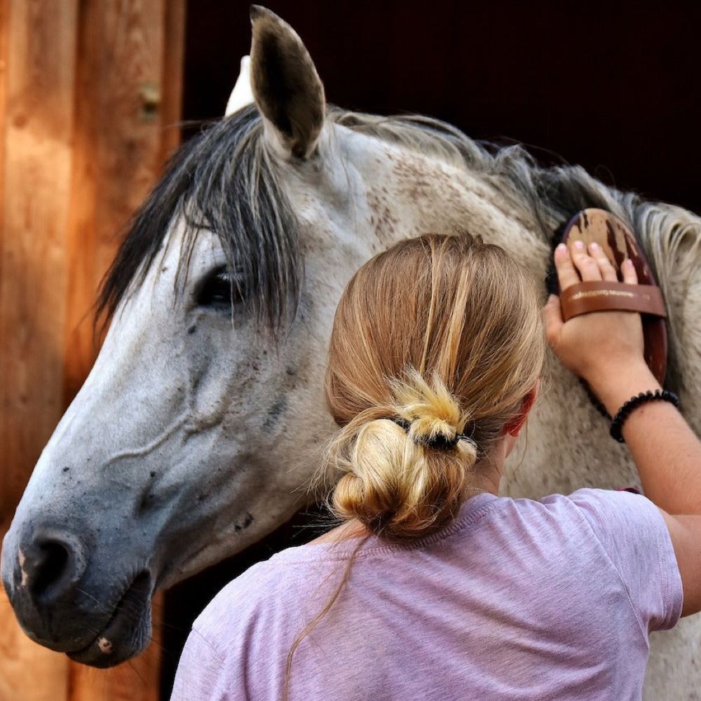 Pet 10 Piece All Inclusive Equestrian Horse Grooming Kit